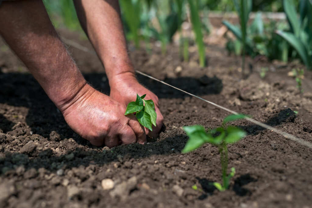 Planting Garden